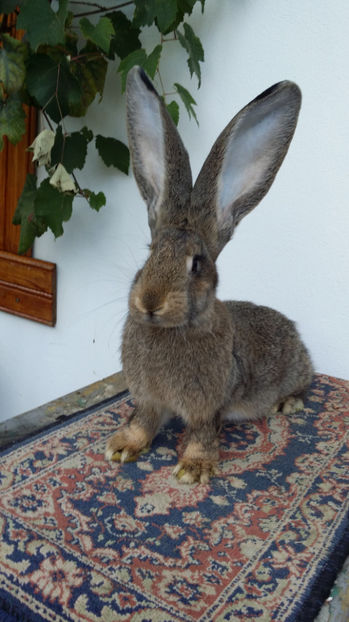 tmp_14430-20160917_1804261229823745 - iepuri