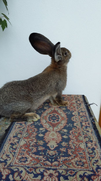 tmp_14430-20160917_1804031998790311 - iepuri