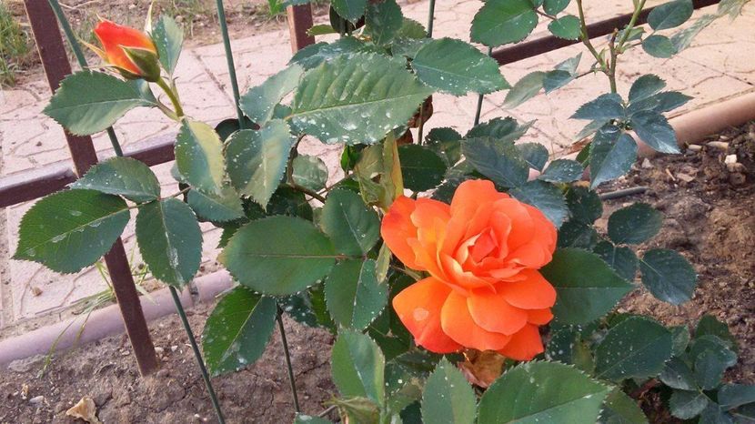 Super Trouper 2 - 2017 - Super Trouper