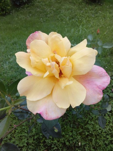  - TRANDAFIRI 2017_2018