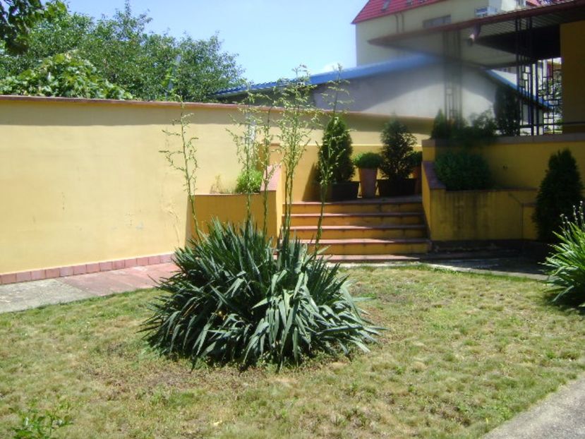 Yucca filamentosa, tije florale - Primavara 2017 bis