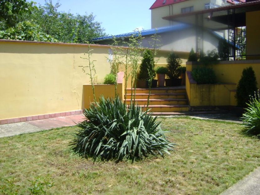 Yucca filamentosa, tije florale - Primavara 2017 bis