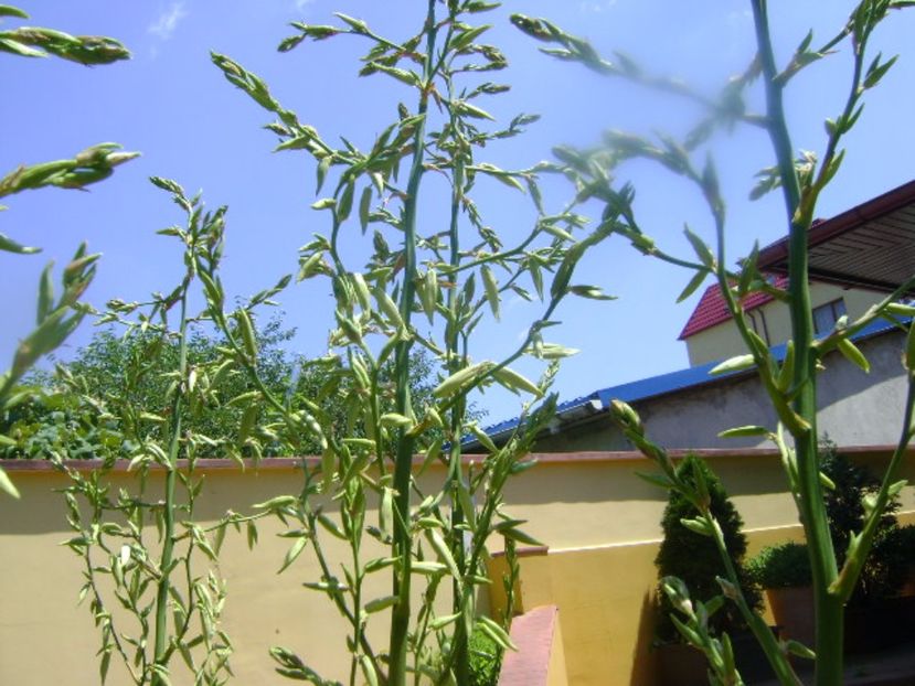 Yucca filamentosa, tije florale - Primavara 2017 bis