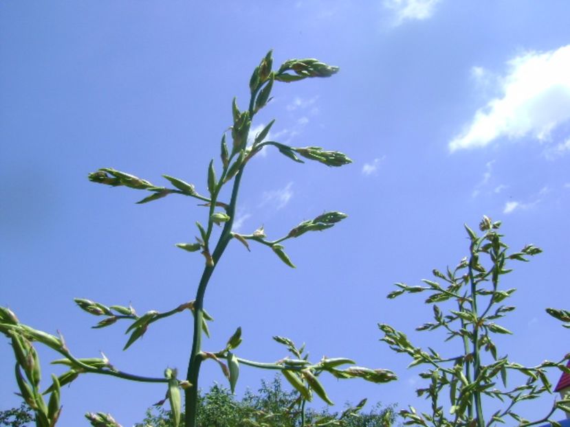 Yucca filamentosa, tije florale - Primavara 2017 bis