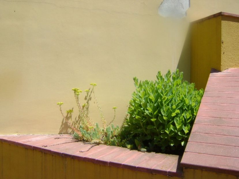 Forme si culori la sfarsit de mai - Primavara 2017 bis