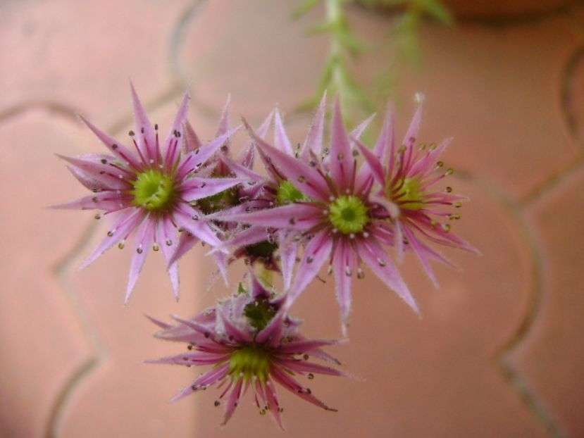Sempervivum - Primavara 2017 bis