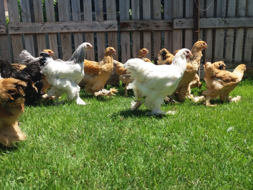 11.06.2017 019 - pui brahma seria 2 2017