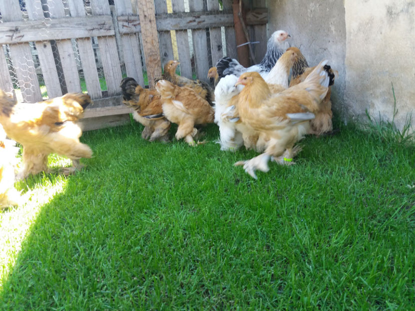 11.06.2017 022 - pui brahma seria 2 2017