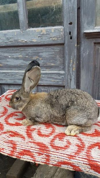  - femela din decembrie 2016 xxxA