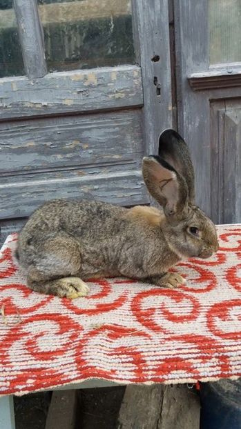 1 (1) - femela din decembrie 2016 xxxA