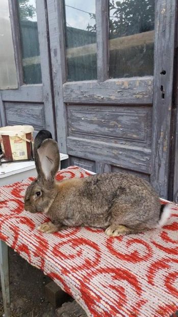 1 (5) - femela din decembrie 2016 xxxA