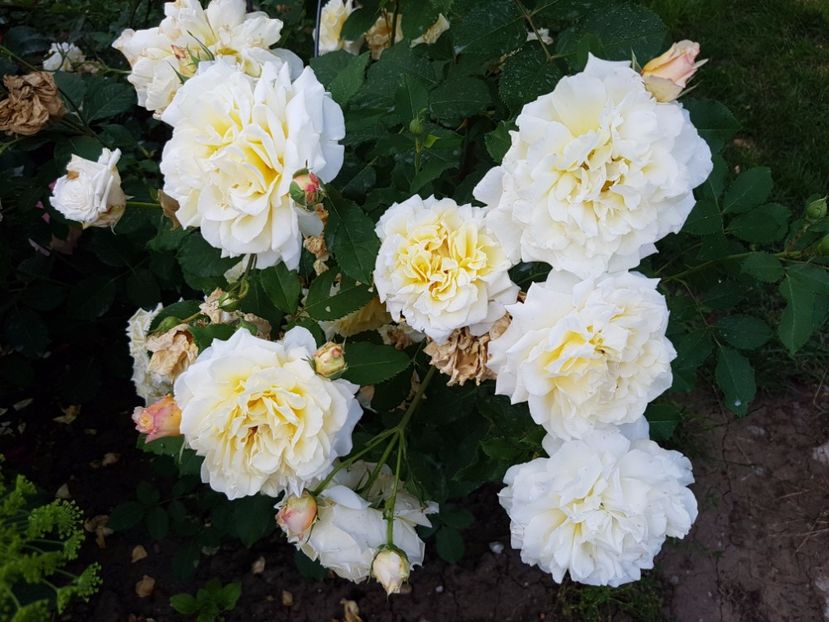 20170614_193725[1] - caramella