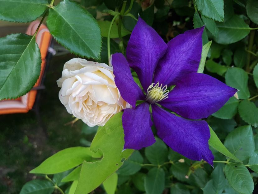 daniel deronda - 02 clematite