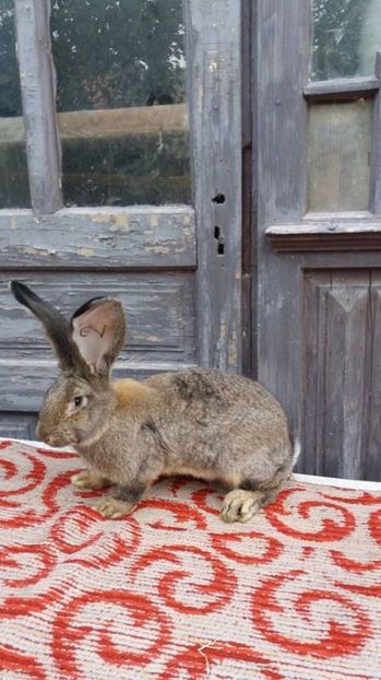 1 (3) - femela decembrie 2016 xxx