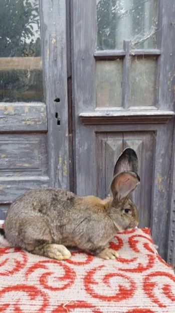 1 (4) - femela decembrie 2016 xxx