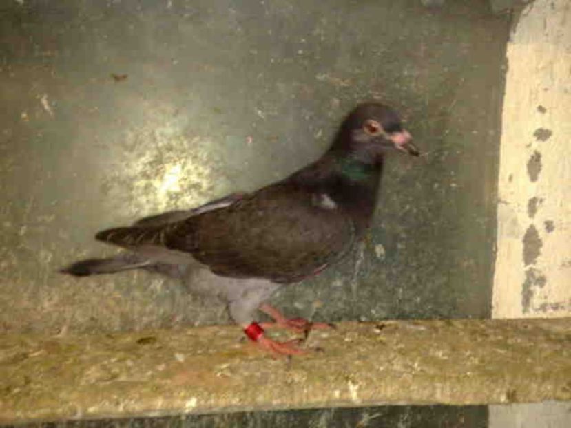 126 - X-Porumbei vinduti