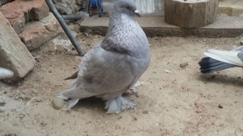  - ROMAGNOLI PORUMBEI