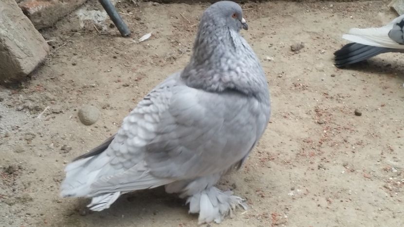  - ROMAGNOLI PORUMBEI