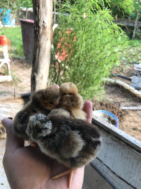  - Puisori 2017 motati