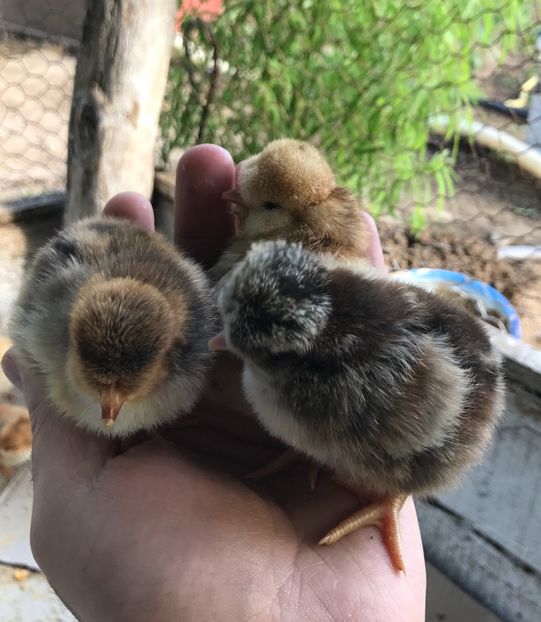  - Puisori 2017 motati