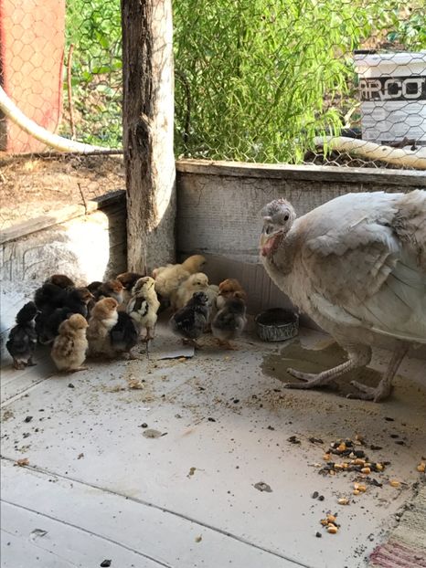  - Puisori 2017 motati