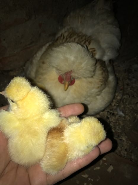  - Puisori 2017 motati