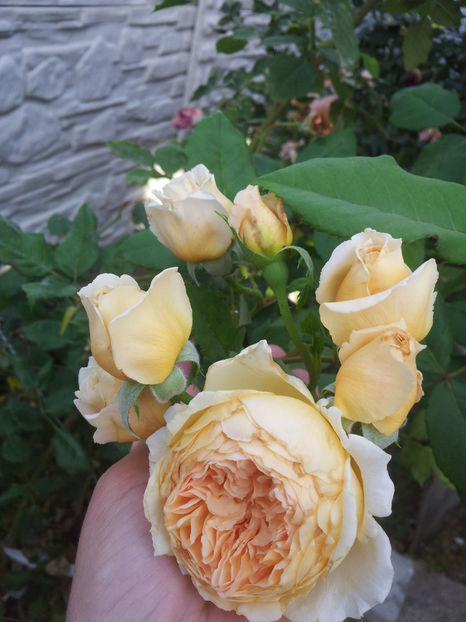 - Crown Princess Margareta