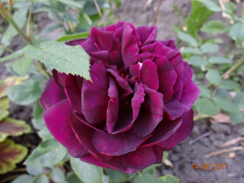 Dimov 48 e cel mai negru trandafir vazut de mine - Nr 48