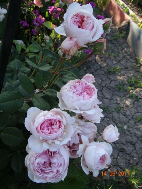 Geoff Hamilton - Geoff Hamilton