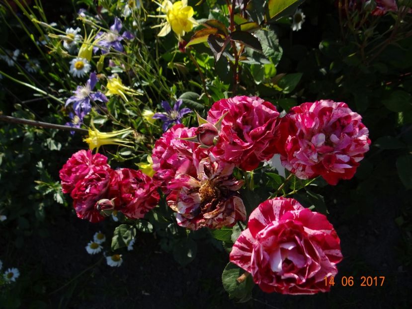 Belle de Segosa - Belle de Segosa