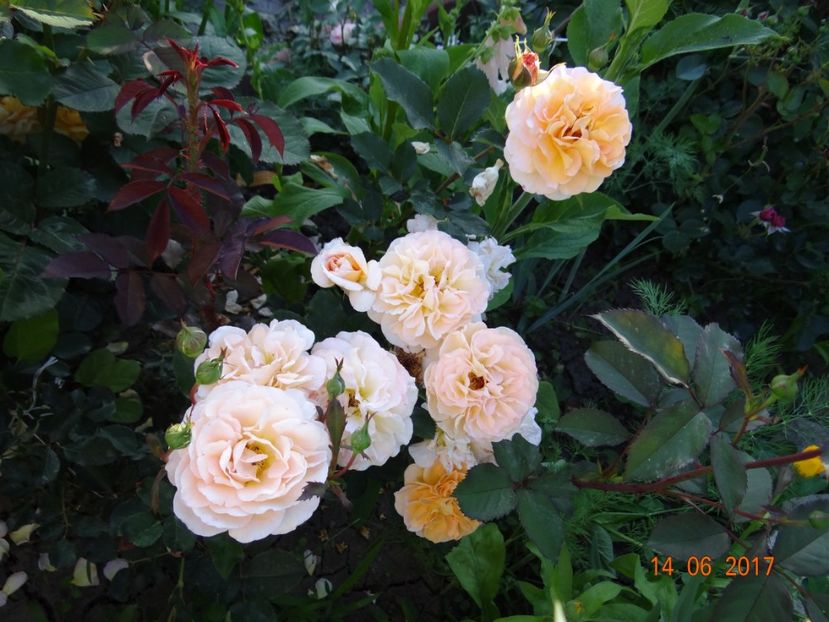 Rose de Gerberoy - Rose de Gerberoy