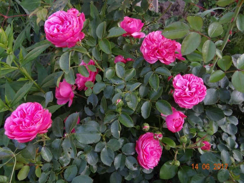 Leonardo - Leonardo da Vinci -ADR