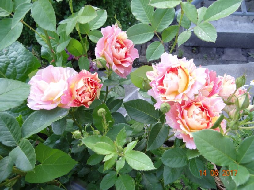 Rose des Cistercien - Rose des Cisterciens