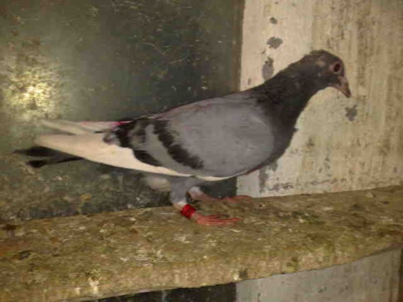 127 - X-Porumbei vinduti