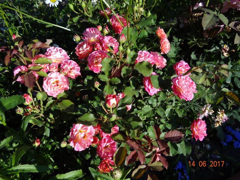 Michelle Bedrossian - Michelle Bedrossian