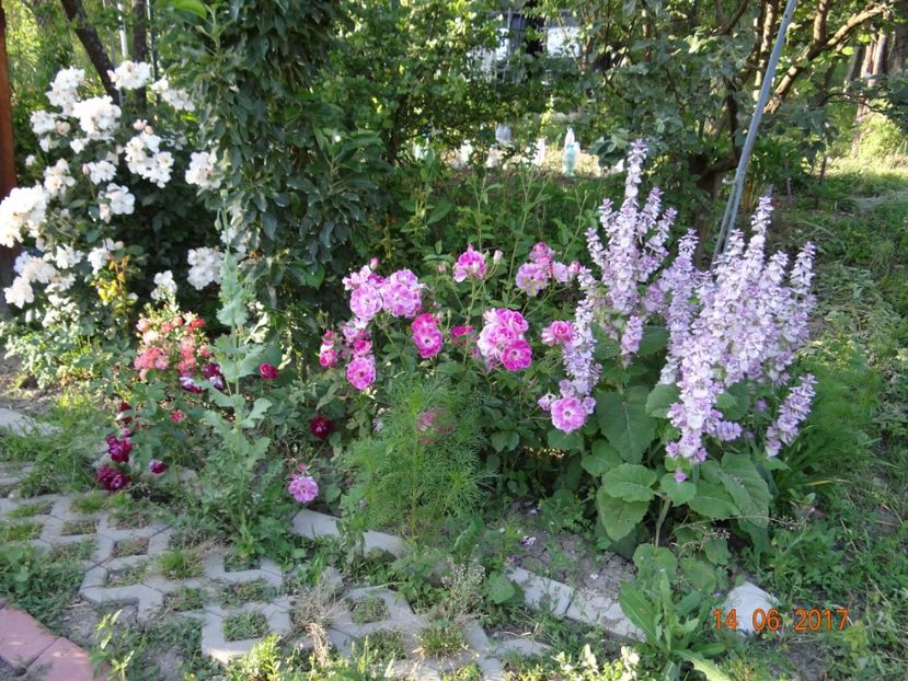  - Mon Jardin prinde contur