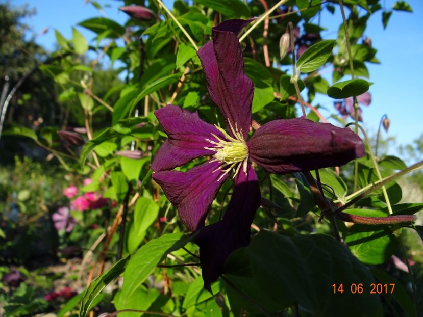  - Clematite