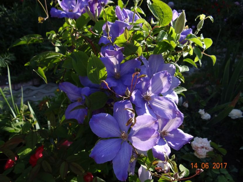 Mrs-Cholmondeley - Clematite