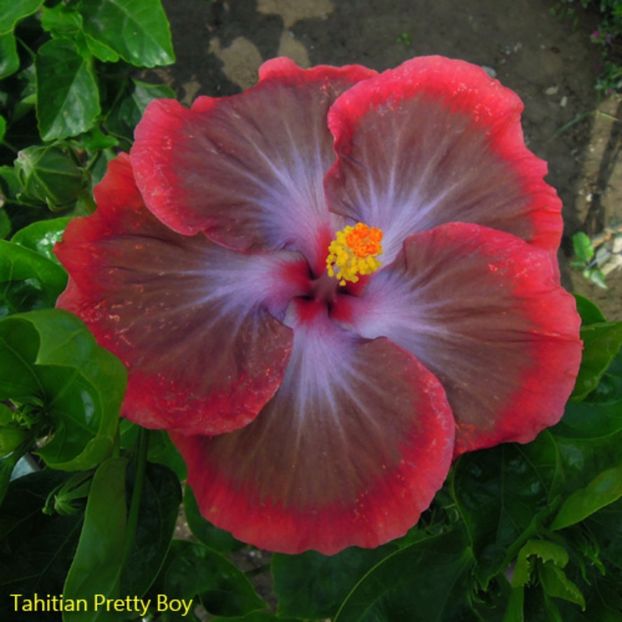 Tahitian Pretty Boy - Colectia mea de hibiscusi