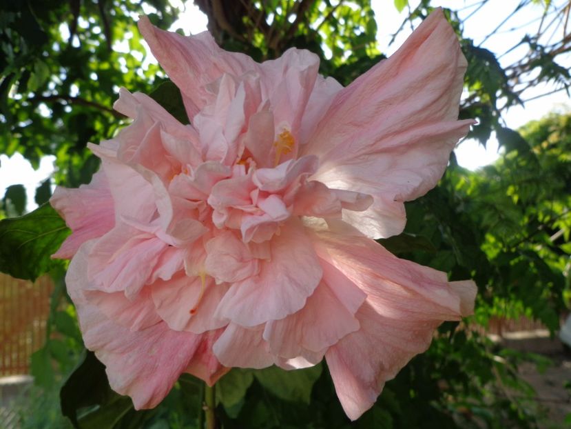  - HIBISCUS SWEET PINK