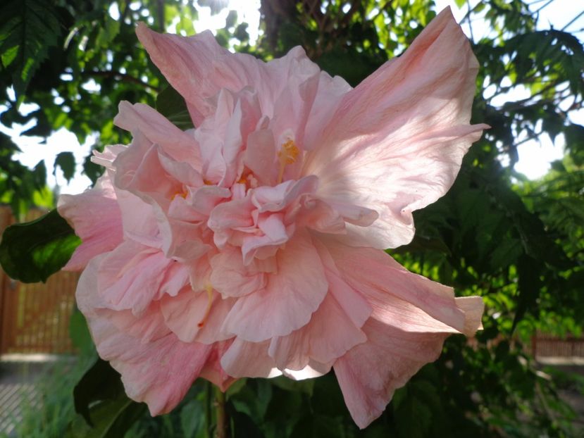  - HIBISCUS SWEET PINK