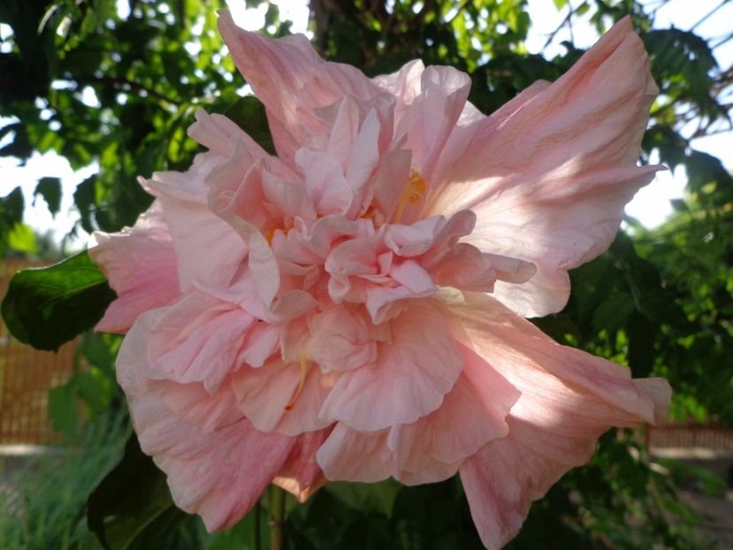  - HIBISCUS SWEET PINK