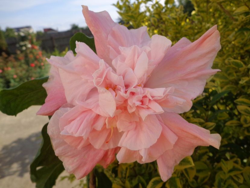  - HIBISCUS SWEET PINK