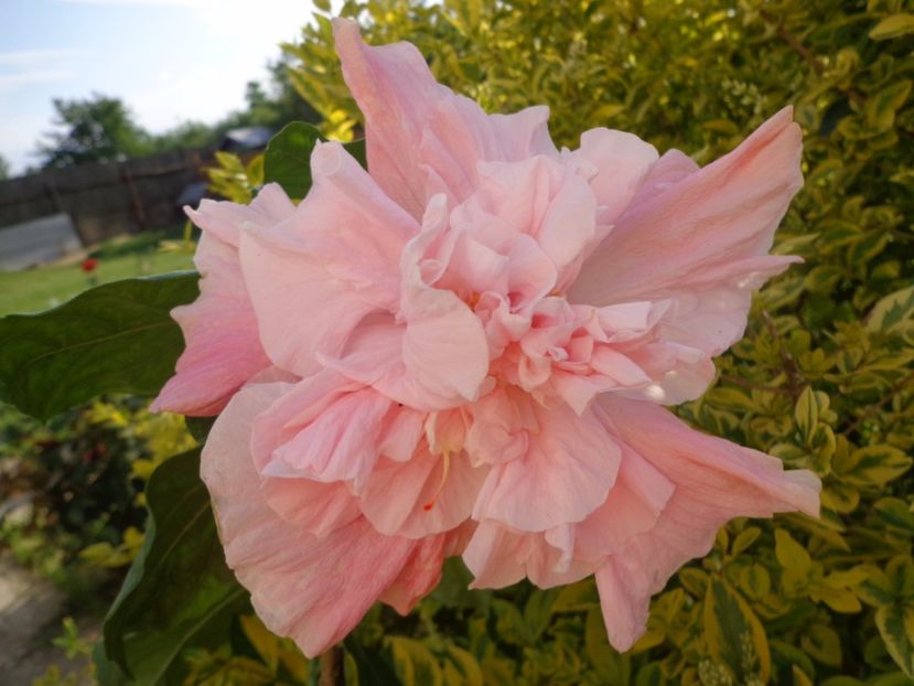  - HIBISCUS SWEET PINK