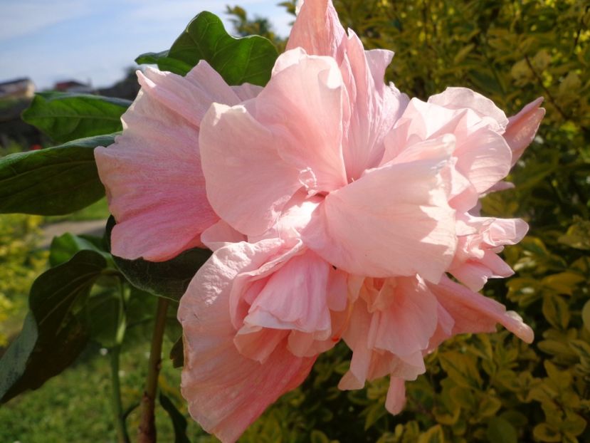  - HIBISCUS SWEET PINK