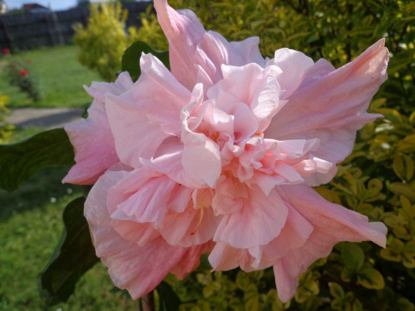  - HIBISCUS SWEET PINK