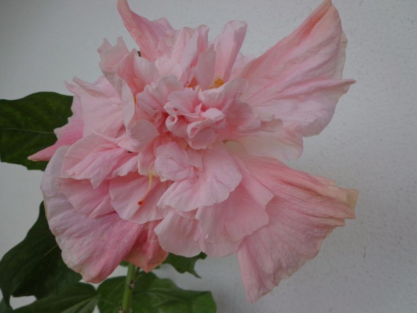  - A- HIBISCUS 2017