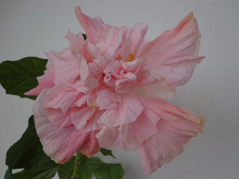  - A- HIBISCUS 2017