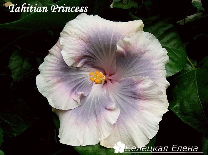 Tahitian princess - Lista cu dorinte