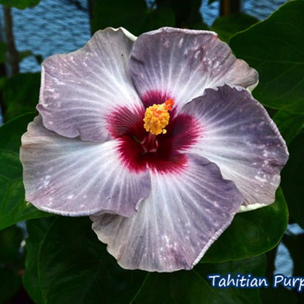 Tahitian Purple Gem - Lista cu dorinte